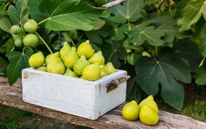Ficus carica Ficus carica