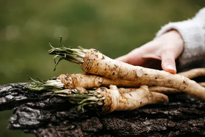 Křen selský Křen selský