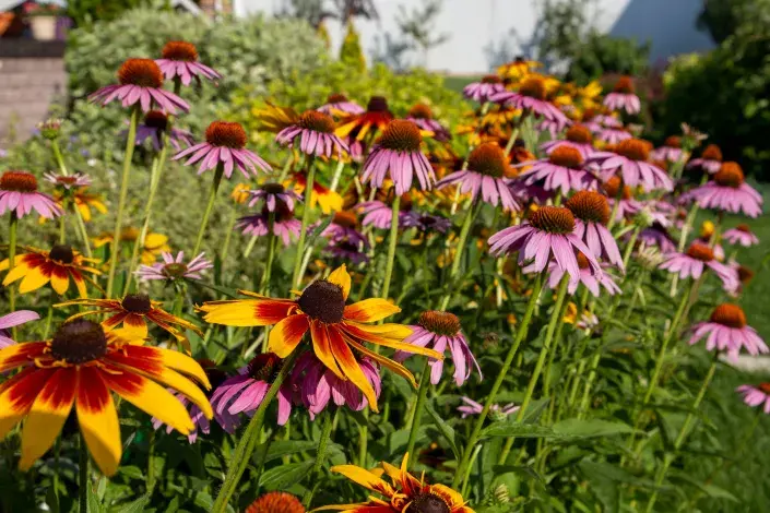 Třapatky a třapatkovky