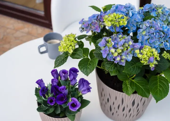 Hortenzie jako pokojová rostlina