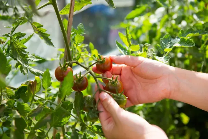 Úroda rajčat Úroda rajčat