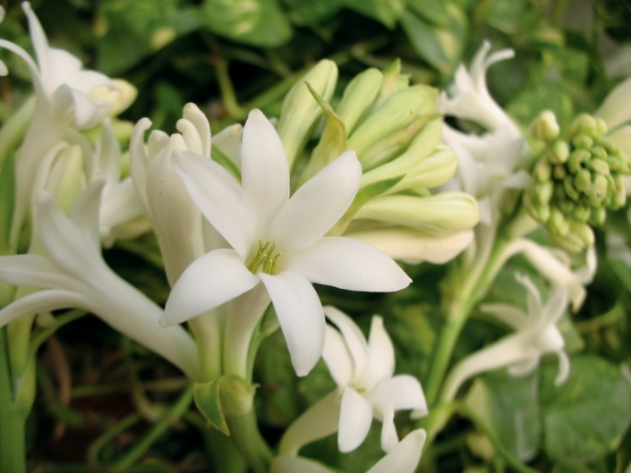 Tuberóza hlíznatá (Polianthes tuberosa)