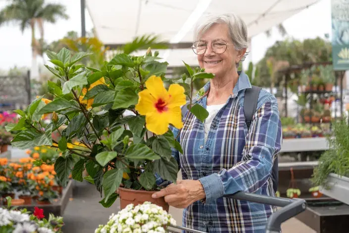 Ibišky patří k oblíbeným keřům 