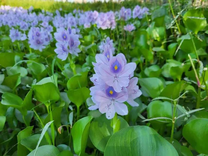 tokozelka neboli vodní hyacint