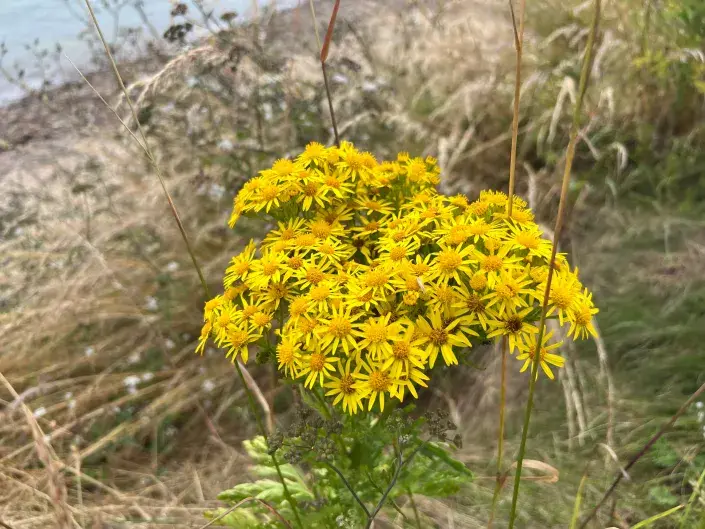 Starček přímětník Starček přímětník