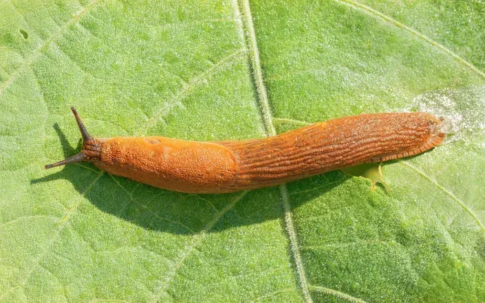 Plzáci a slimáci na podzim