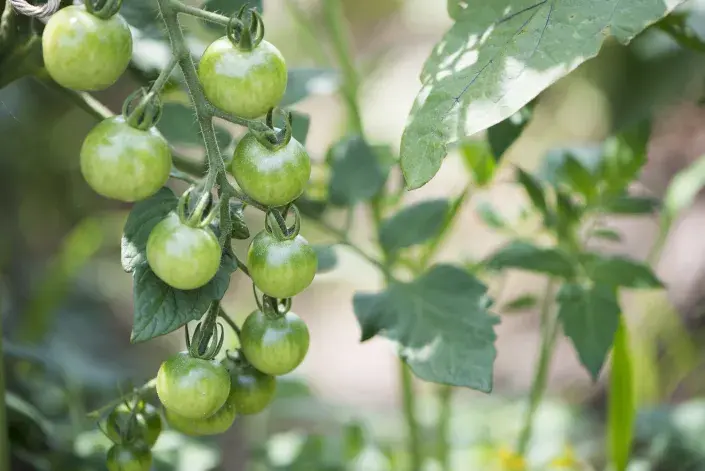 Zelená rajčata Zelená rajčata