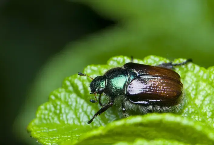 Listokaz zahradní Listokaz zahradní