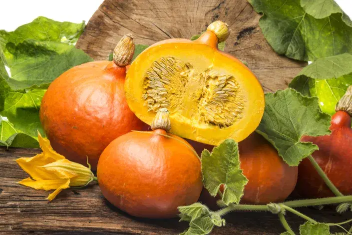 dýně hokaido dýně hokaido