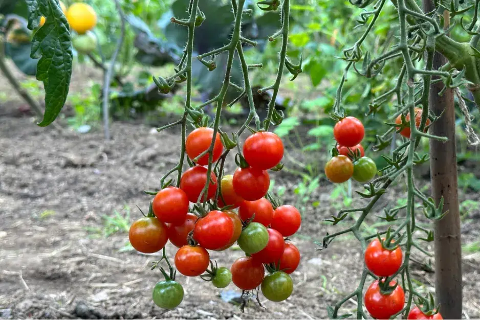 Úroda rajčat