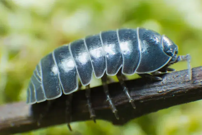 svinka obecná (Armadillidium vulgare) svinka obecná (Armadillidium vulgare)