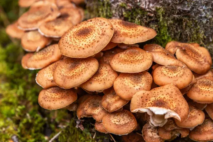 Václavka (Armillaria) Václavka (Armillaria)