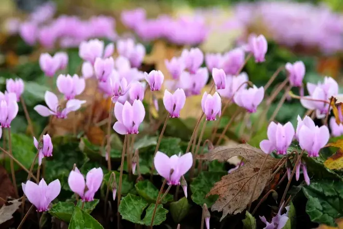 Brambořík břečťanolistý Brambořík břečťanolistý