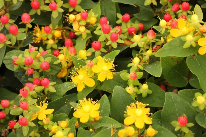 třezalka nevonná třezalka nevonná