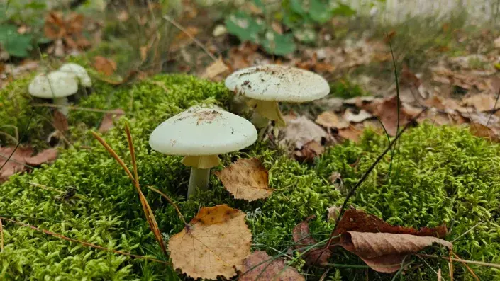 muchomůrka zelená muchomůrka zelená