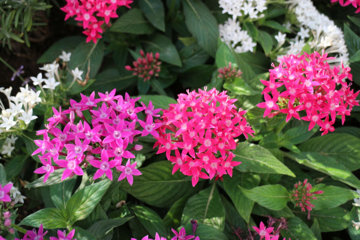 pentas