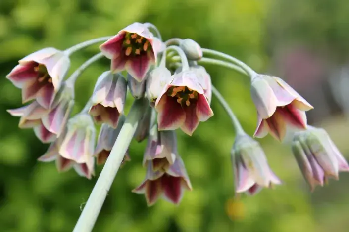 Česnek sicilský (Allium siculum nebo Nectaroscordum siculum) Česnek sicilský (Allium siculum nebo Nectaroscordum siculum)