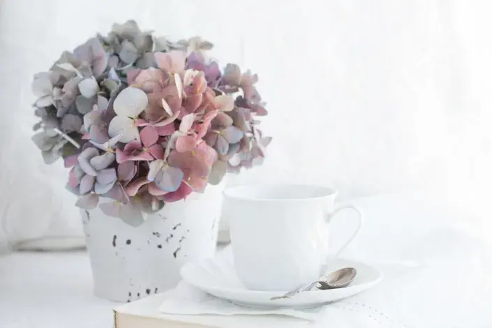 Sušené hortenzie Sušené hortenzie