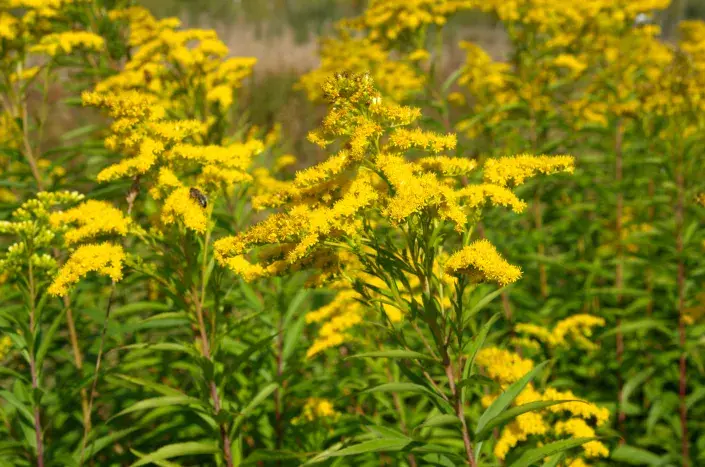 Zlatobýl neboli Solidago