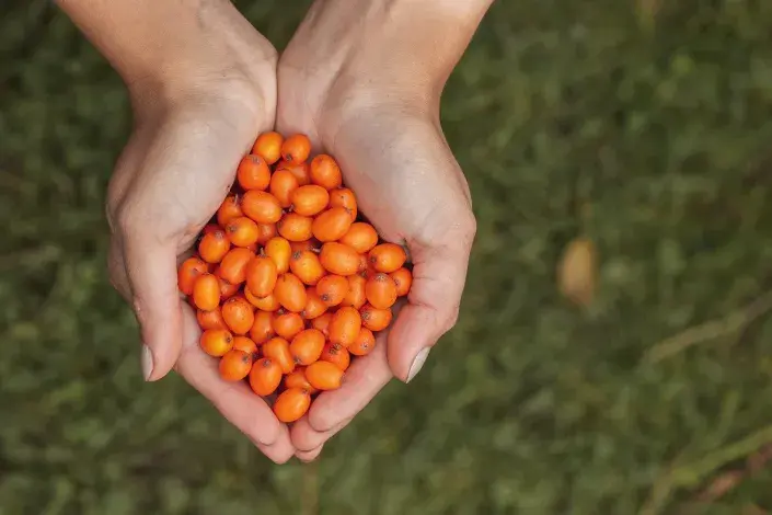 Plody rakytníku Plody rakytníku