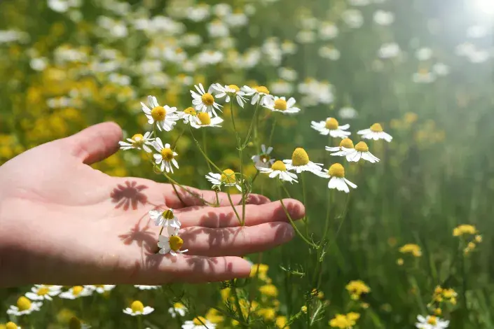 Heřmánek pravý Heřmánek pravý