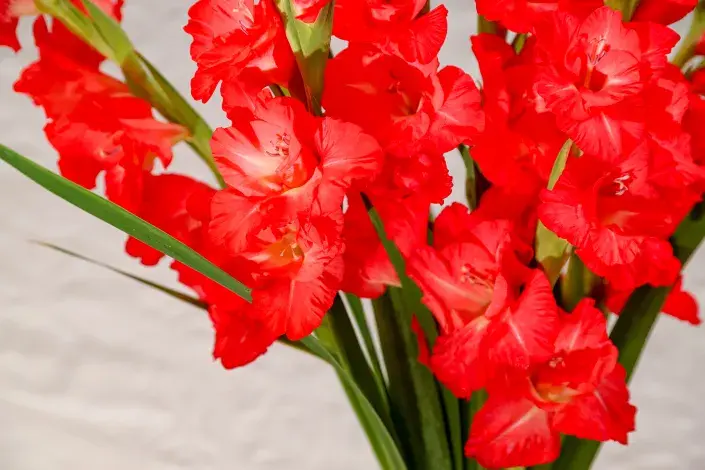 Mečíky zazimování