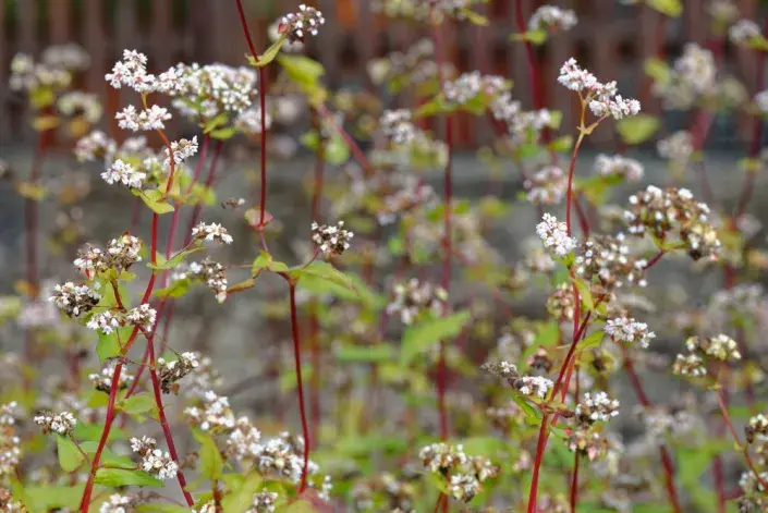 Pohanka obecná (Fagopyrum esculentum) Pohanka obecná (Fagopyrum esculentum)