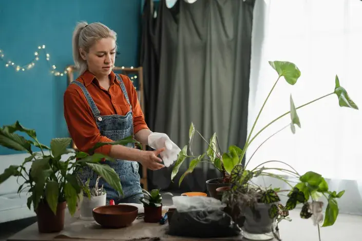 Pokojové rostliny Pokojové rostliny