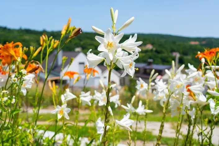 lilie bělostná lilie bělostná