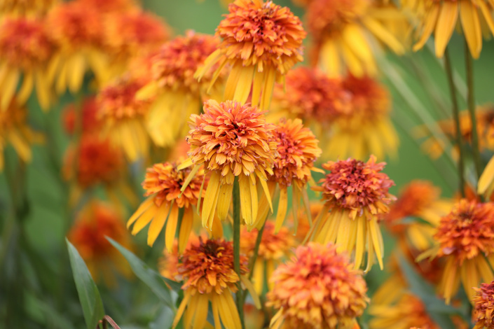 Echinacea purpurea
