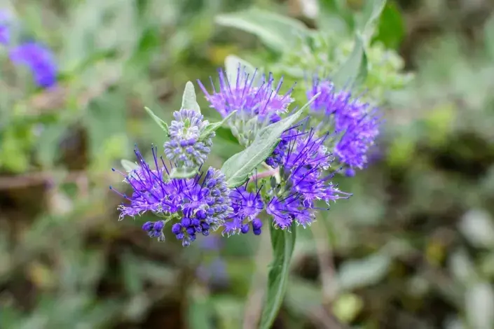 Ořechoplodec, ořechokřídlec, modrovous (Caryopteris) Ořechoplodec, ořechokřídlec, modrovous (Caryopteris)