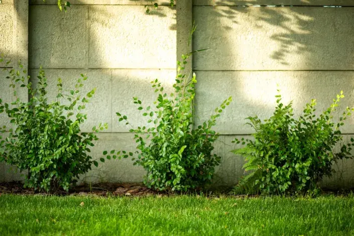 jilm sibiřský jilm sibiřský