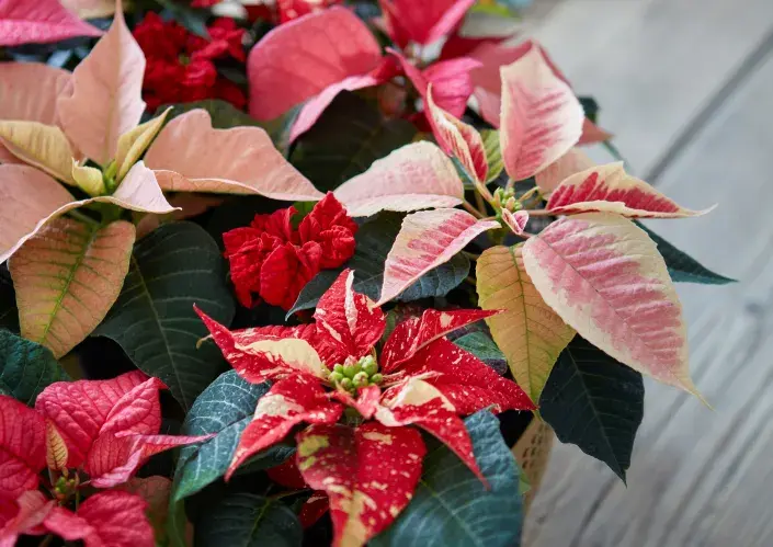 vánoční hvězda vánoční hvězda