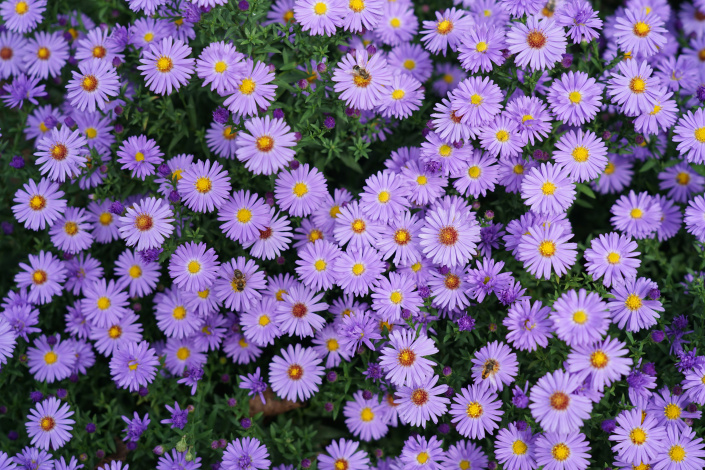 Aster dumosus
