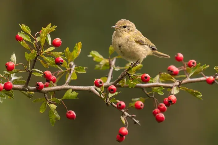 Hloh jednosemenný (Crataegus monogyna)