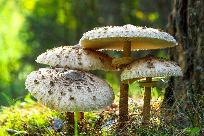bedla vysoká (Macrolepiota procera)