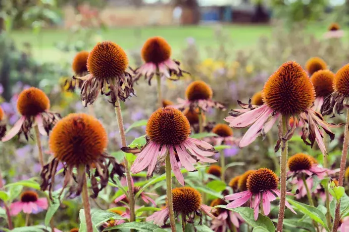 echinacea