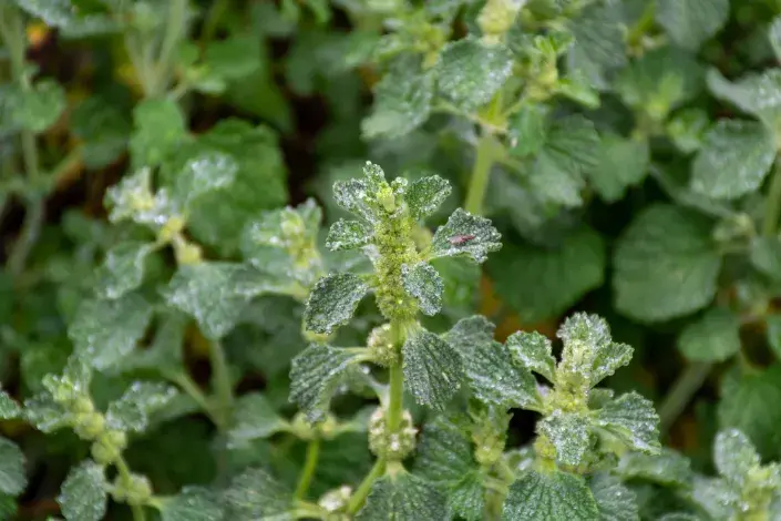 jablečník jablečník