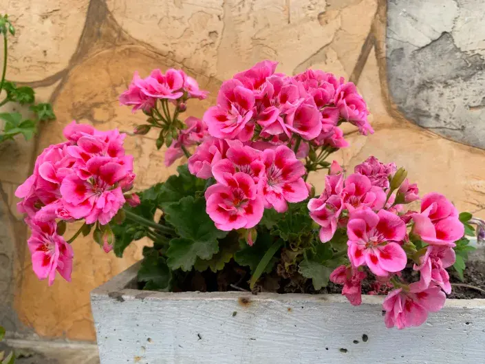 Muškáty v truhlíku