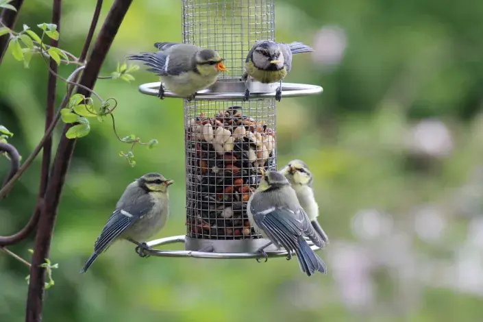 Krmítko nesmí nikdy zůstat prázdné Krmítko nesmí nikdy zůstat prázdné