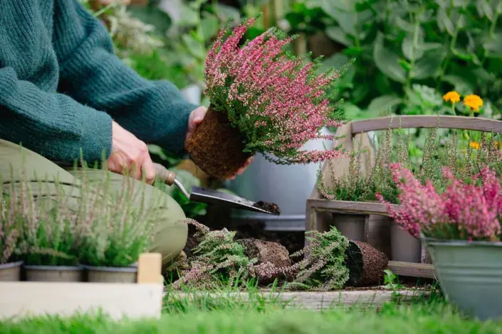 Vřesy v podzimních truhlících a dekoracích.
