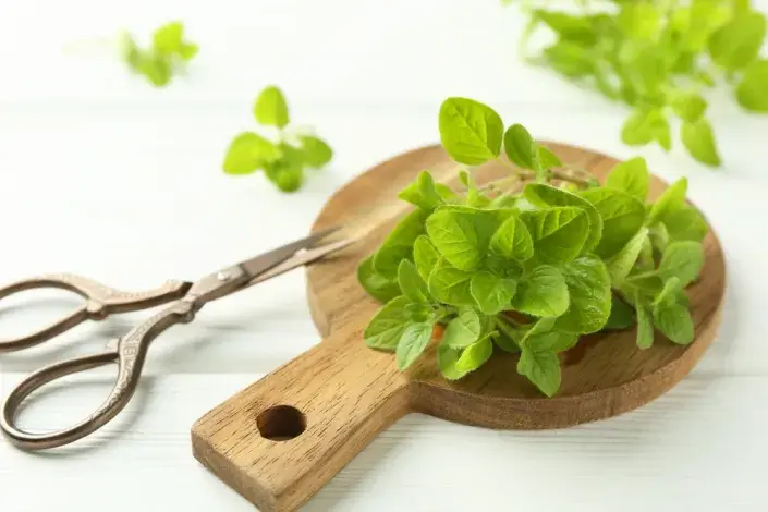 oregano
