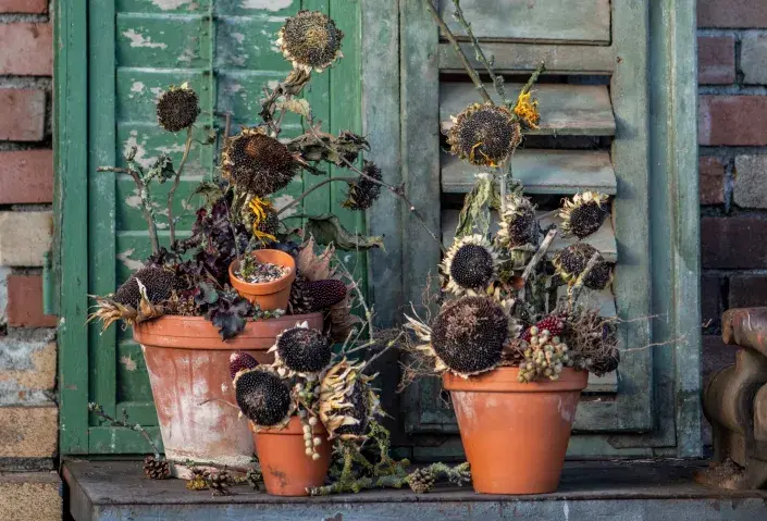 krmítko slunečnice