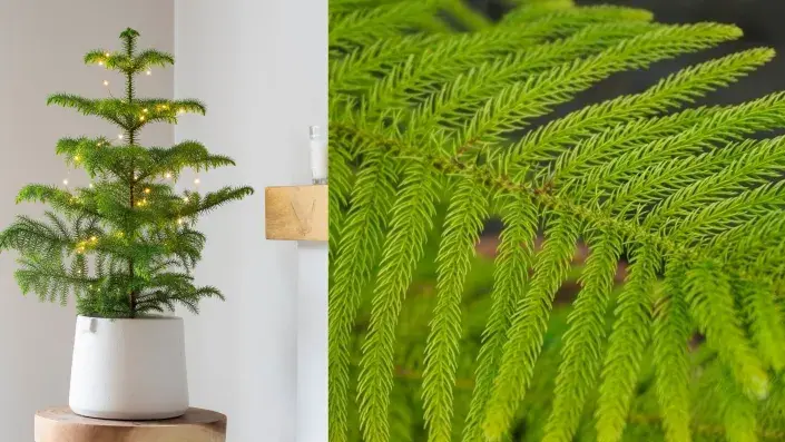 Araukárie (Araucaria heterophylla) Araukárie (Araucaria heterophylla)