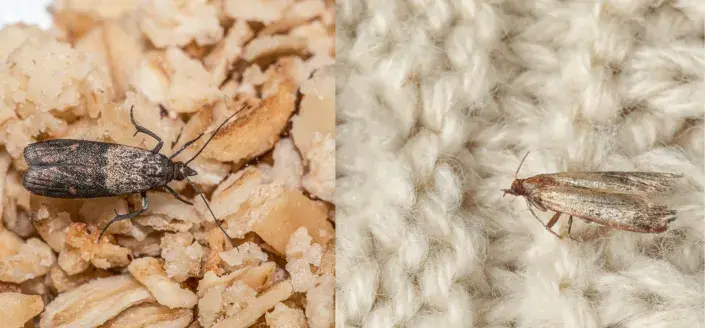 Jak se zbavit potravinových a šatních molů.