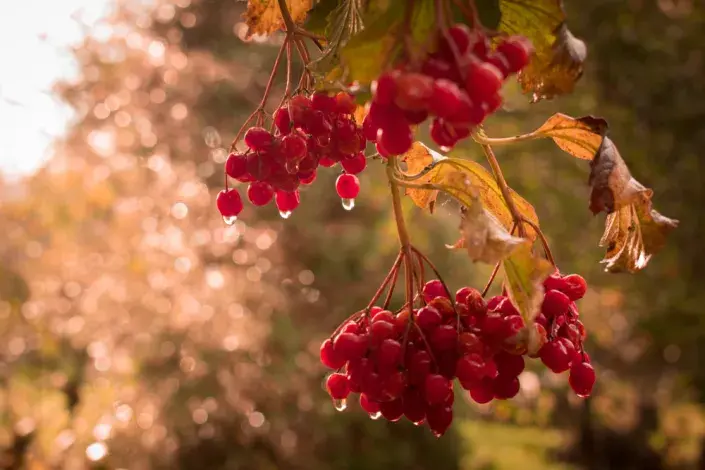 Podzimní pranostiky.