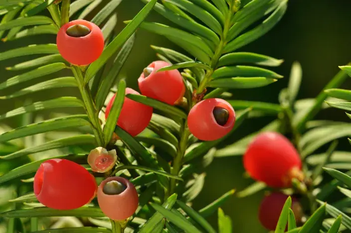 tis červený tis červený