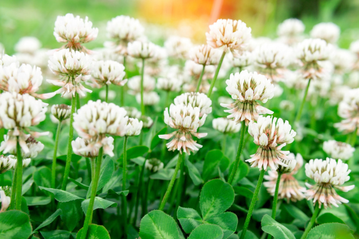 Jetel plazivý (Trifolium repens)