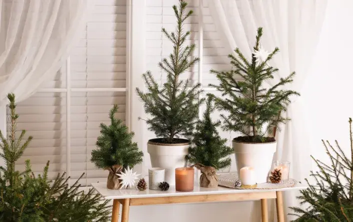 zelené Vánoce zelené Vánoce