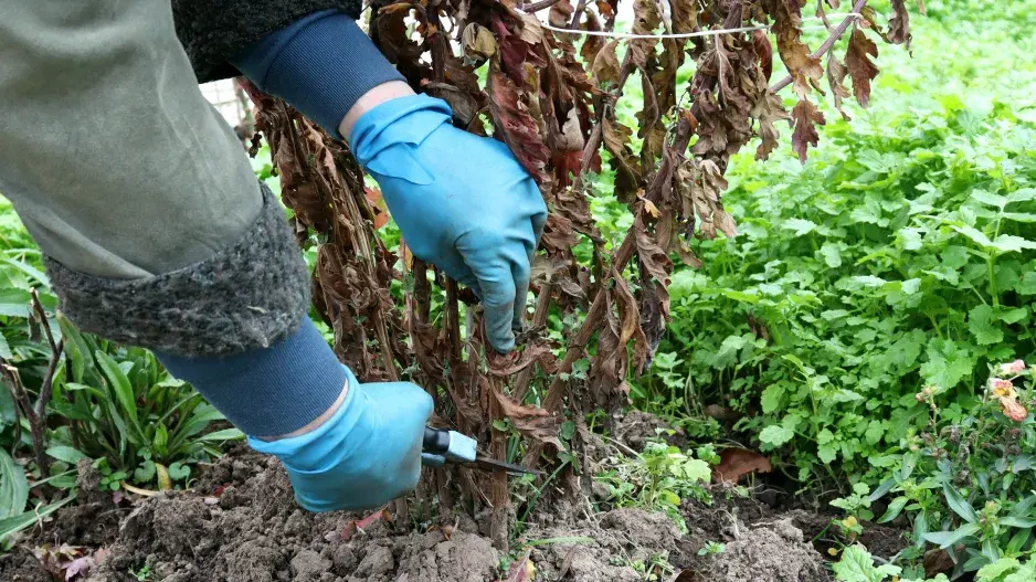 Nedělejte hloupou chybu a ostříhejte většinu trvalek až na jaře. Teď nechte nůžky ležet